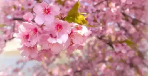 Is Sakura extract safe for sensitive skin?